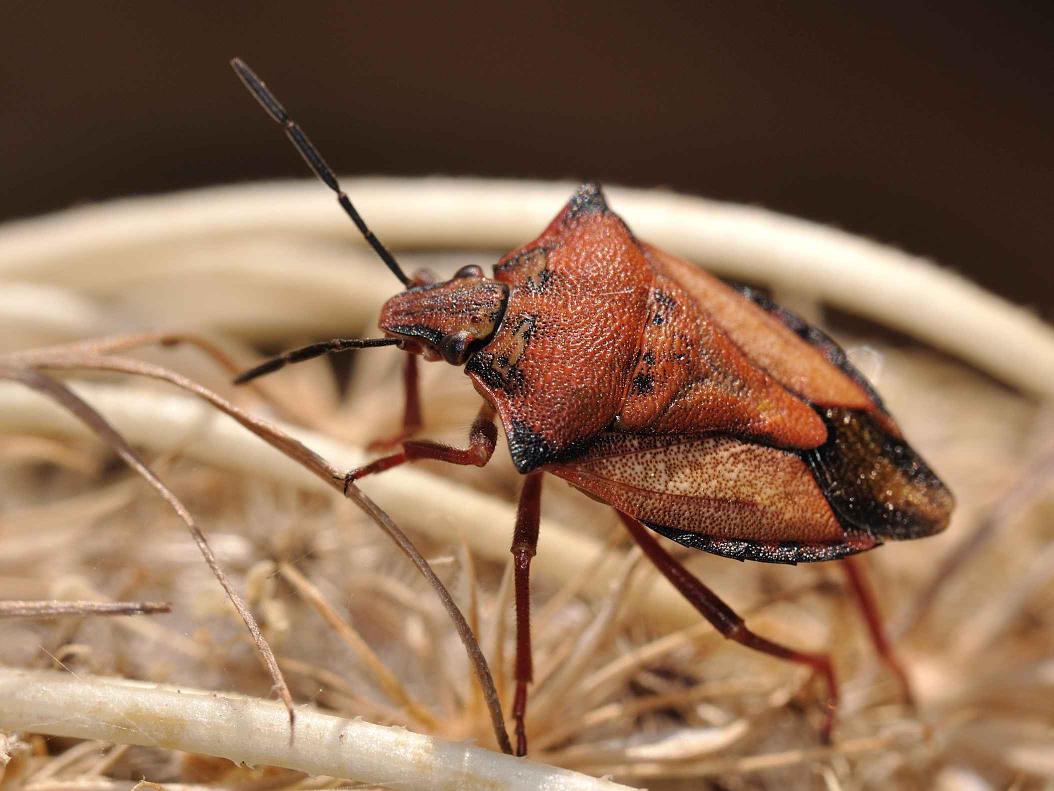 Pentatomidae - Carpocoris sp.